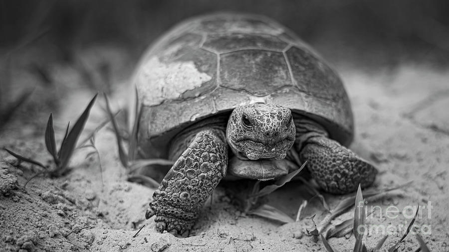 70 / Gopher Tortoise Photograph