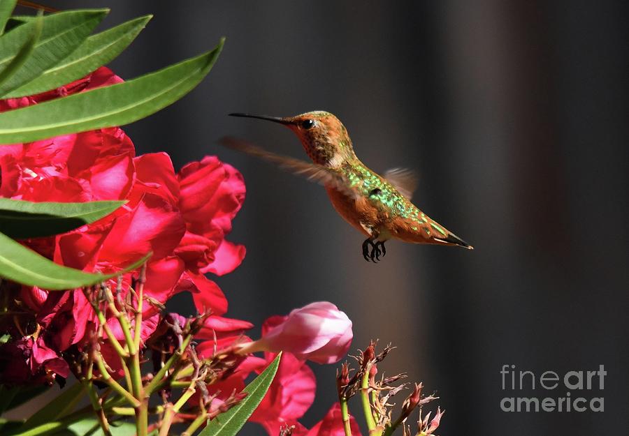 Hummingbird #70 Photograph by Marc Bittan