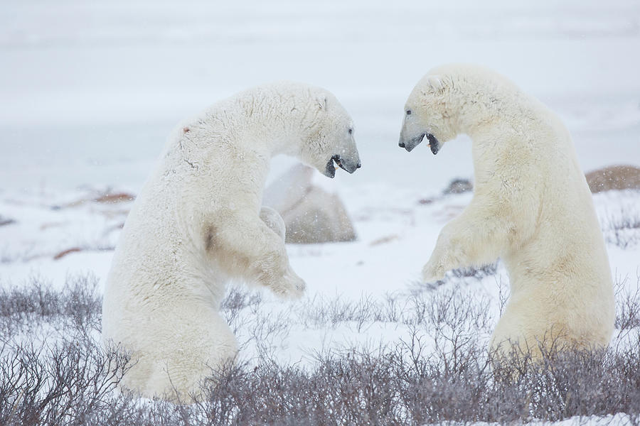 Polar Bear Photograph by Daybreak Imagery - Fine Art America