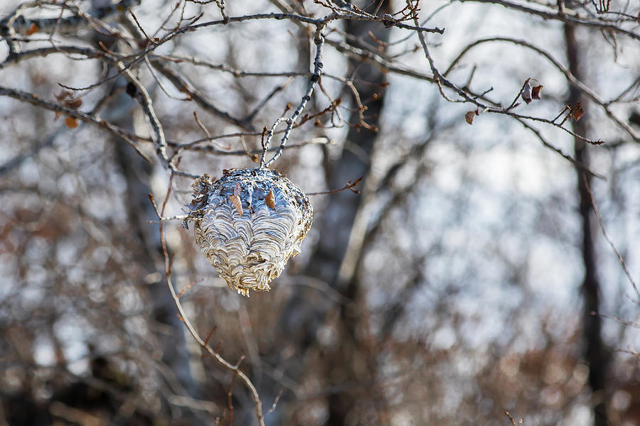 7049 Wasp Nest Photograph by Darshan Nohner Photography