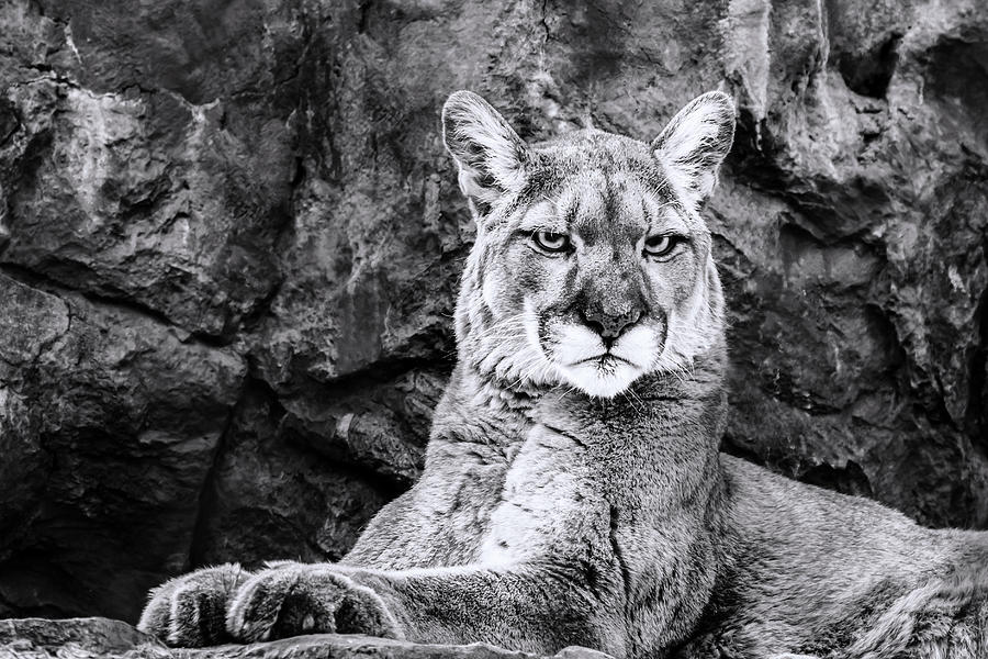 7074 Cougar Photograph by Darshan Nohner Photography