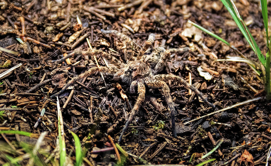 7080 Wolf Spider Photograph by Darshan Nohner Photography