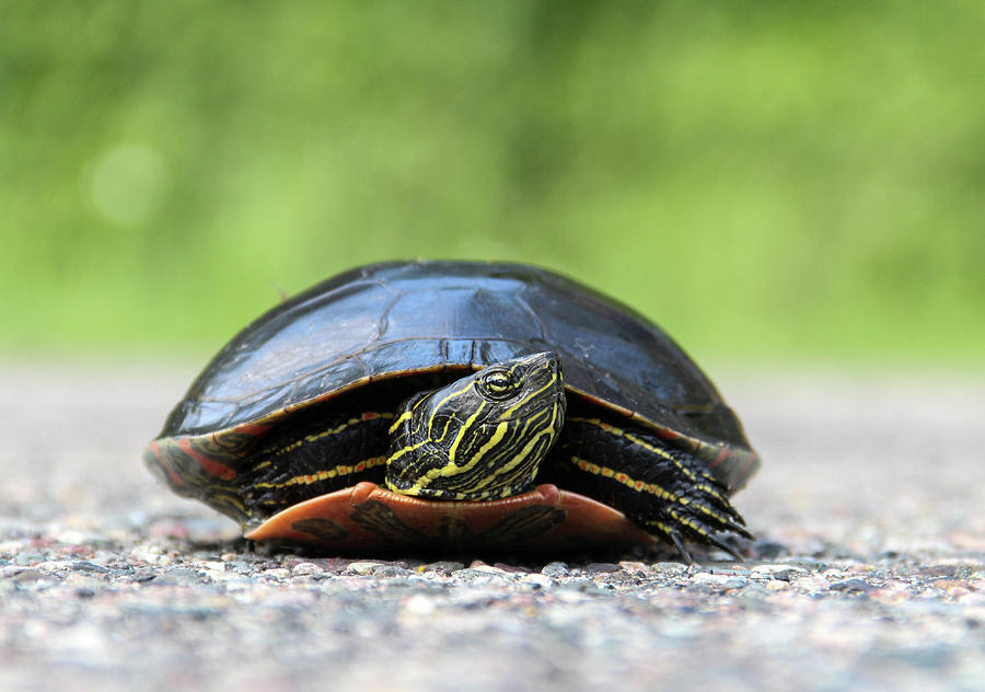 7092 Turtle on the Path Photograph by Darshan Nohner Photography