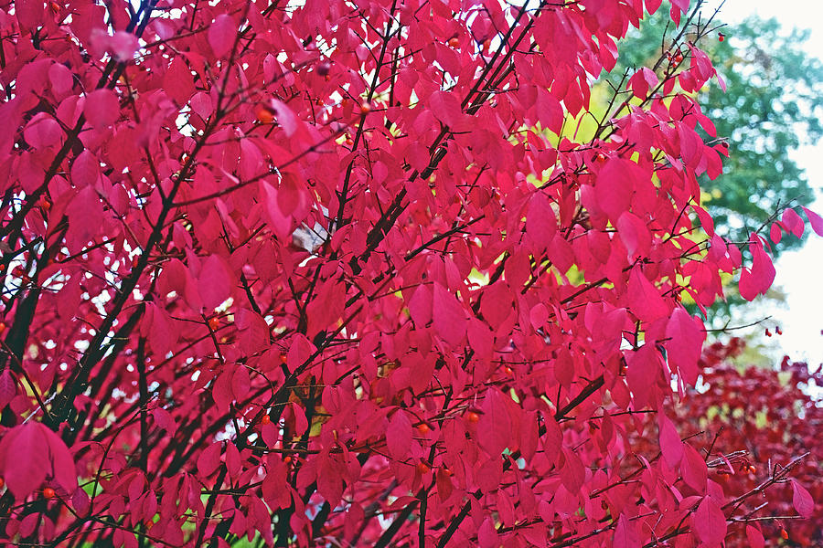 71 Autumn in Thornapple River Area in Grand Rapids, Michigan by Ruth Hager 71 Autumn in Thornapple River Area in Grand Rapids, Michigan by Ruth Hager