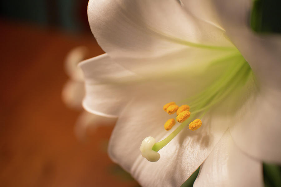 7122 White Lilly Photograph by Darshan Nohner Photography