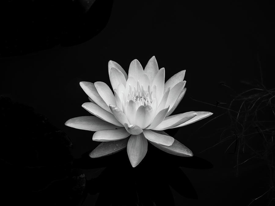 7.15.2020 White Water Lily #7152020 Photograph by Kristine Hinrichs