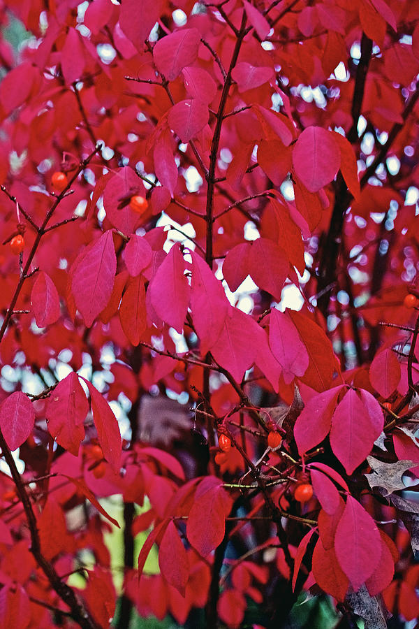 72 autumn in thornapple river area in grand rapids, michigan, west michigan, grand rapids, thornappl by Ruth Hager 72 autumn in thornapple river area in grand rapids, michigan, west michigan, grand rapids, thornappl by Ruth Hager
