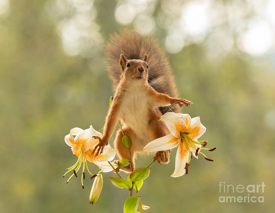 Nature Photograph - Squirrel, red squirrel, Sciurus vulgaris, Eurasian red squirrel, #721 by Geert Weggen