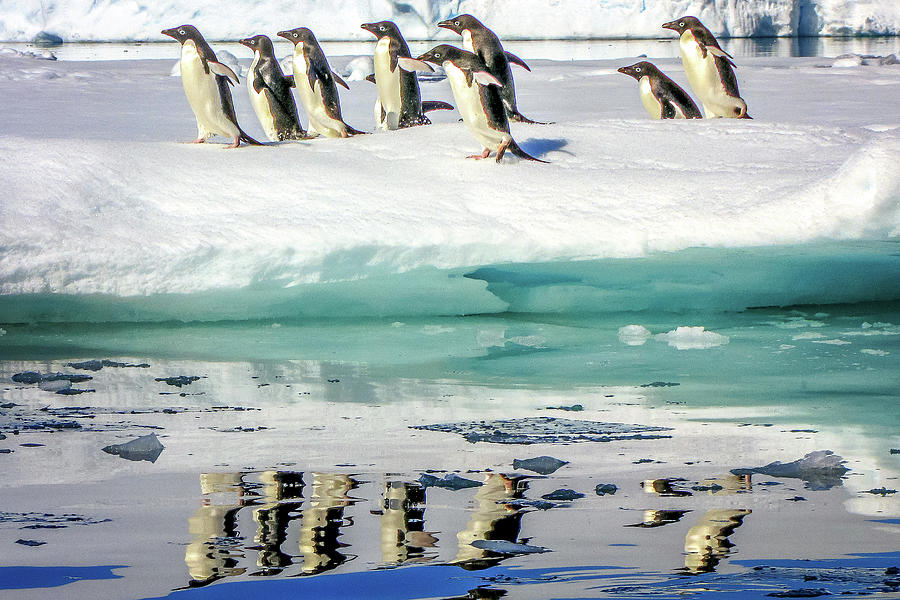Antarctica #73 Photograph by Paul James Bannerman