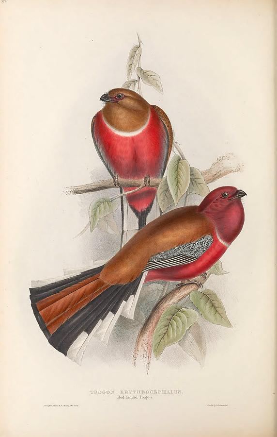 Beautiful Birds by John Gould #73 Mixed Media by World Art Collective