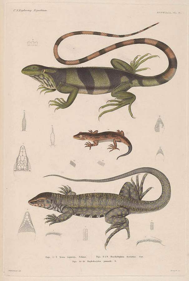 Beautiful Vintage Reptile Mixed Media by Beautiful Nature Prints - Pixels