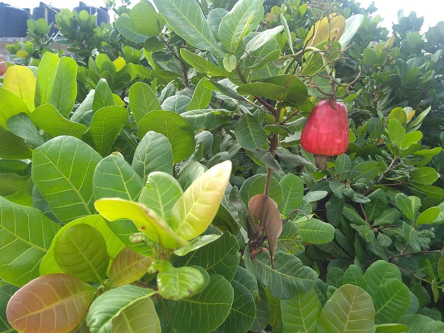 Cashew Tree Photograph by Seema M Bajaj