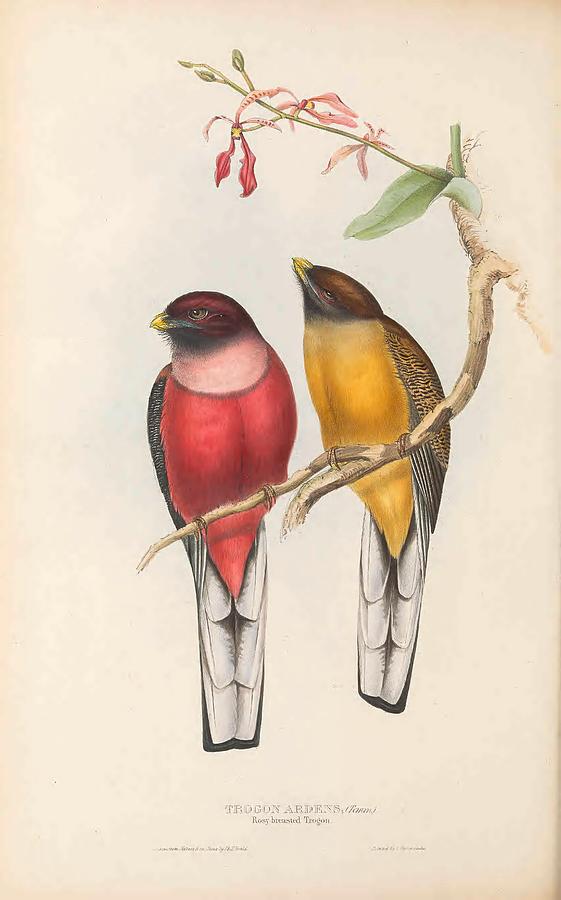 Beautiful Birds by John Gould #76 Mixed Media by World Art Collective