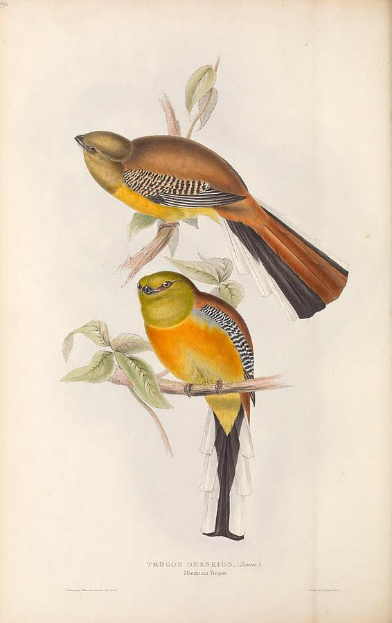 Beautiful Birds by John Gould #77 Mixed Media by World Art Collective