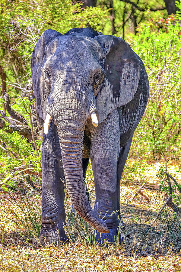 Kruger National Park South Africa #76 Photograph by Paul James Bannerman
