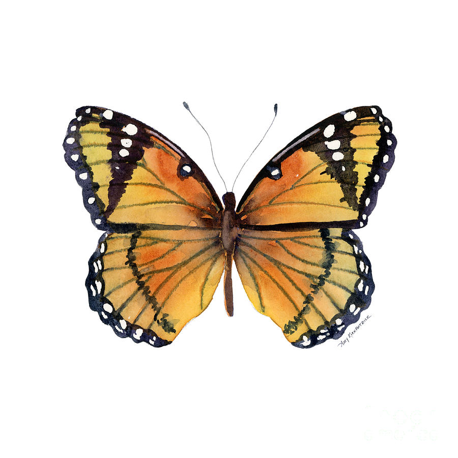 Butterfly Painting - 76 Viceroy Butterfly by Amy Kirkpatrick