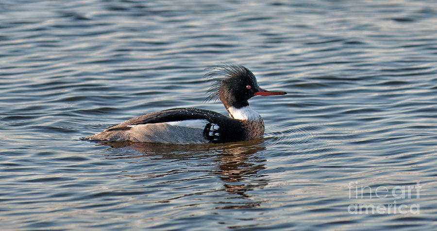 Merganser Duck - Red Brested Photograph by Dale Powell