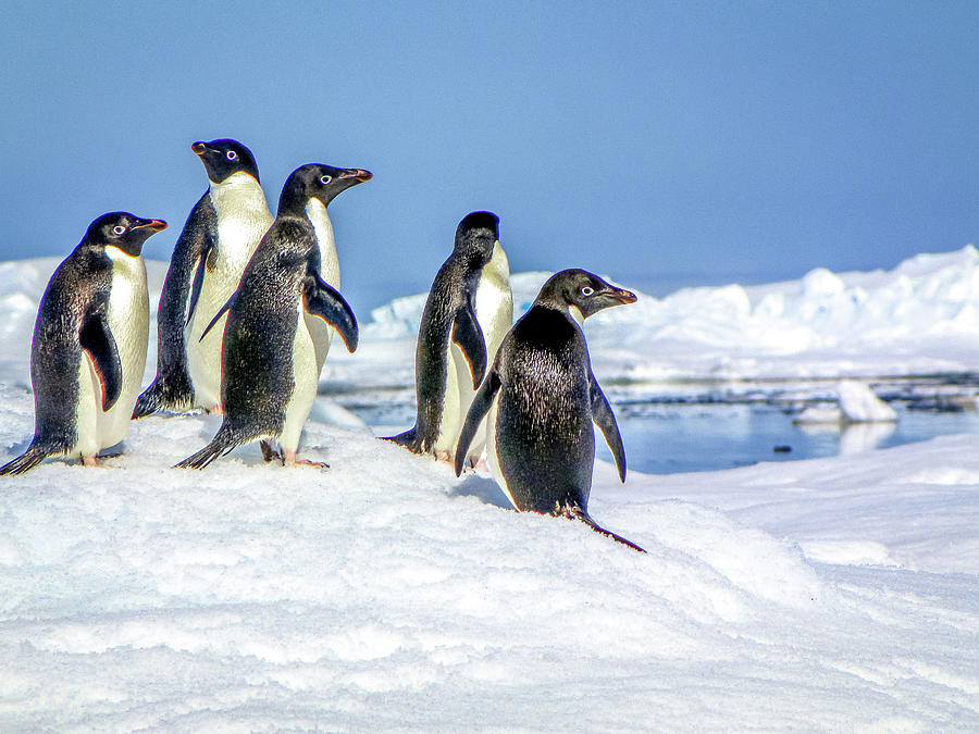 Antarctica #77 Photograph by Paul James Bannerman