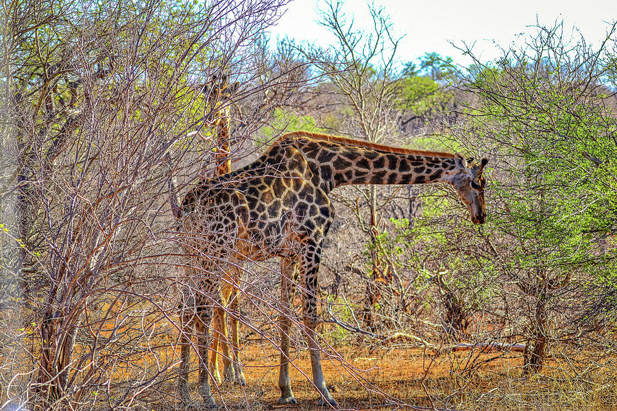 Kruger National Park South Africa #77 Photograph by Paul James Bannerman
