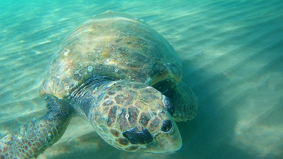 Sea Turtle Caretta - Caretta Zakynthos Island Greece Photograph by ...