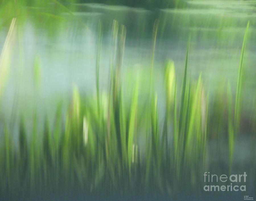78 Pond Reeds Lacassine  Photograph by Lizi Beard-Ward