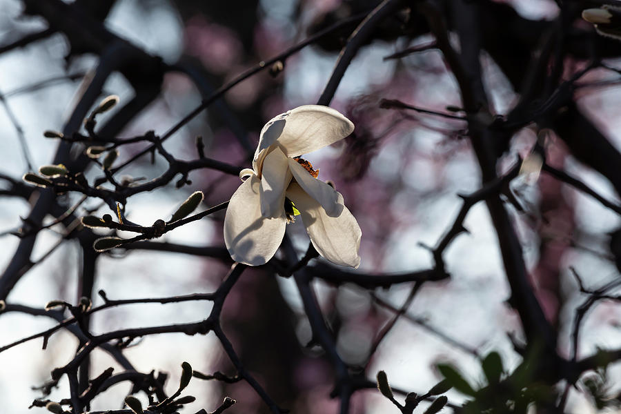 Magnolia Blossom #79 Photograph by Robert Ullmann