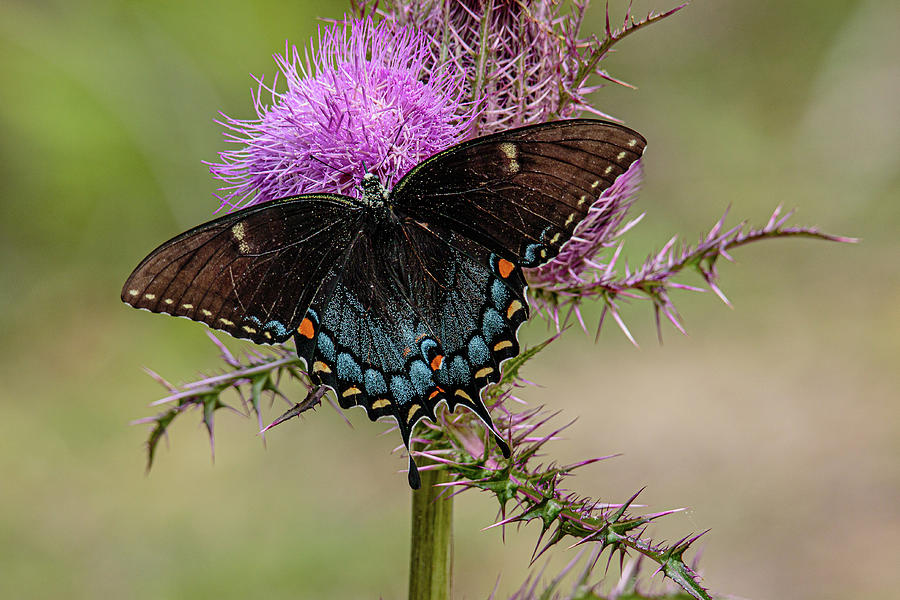 7da8796  Black Swallowtail Butterfly Photograph by Stephen Parker