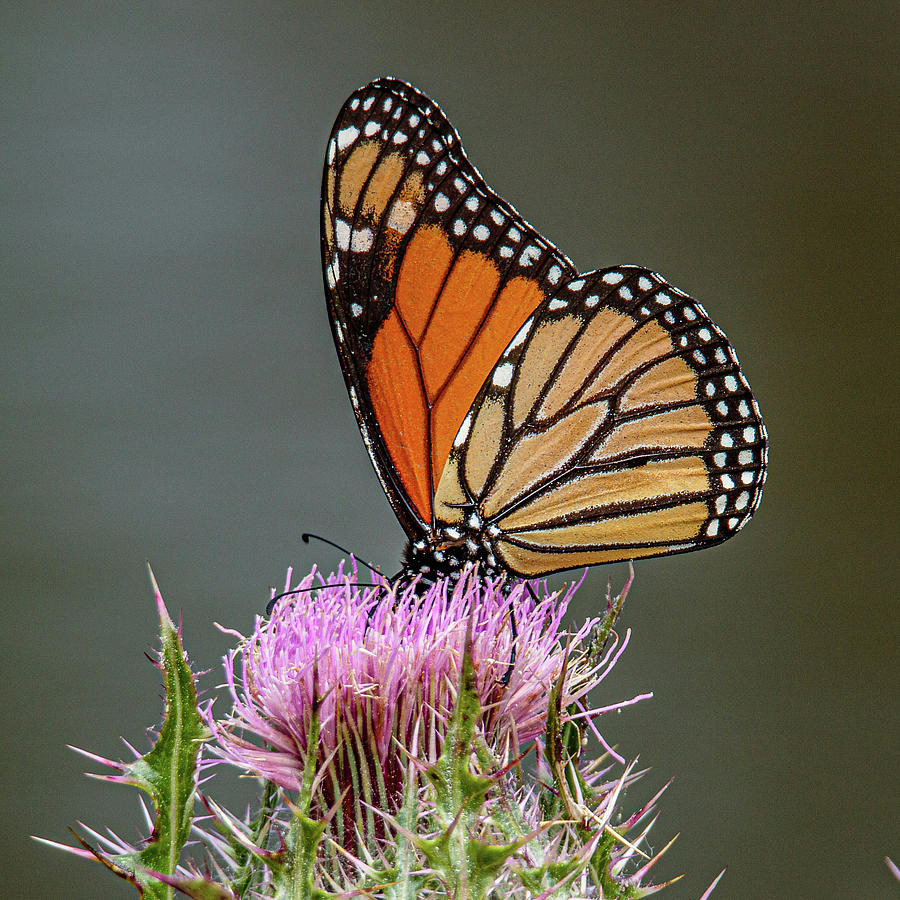 7da8803  Monarch Butterfly Photograph by Stephen Parker