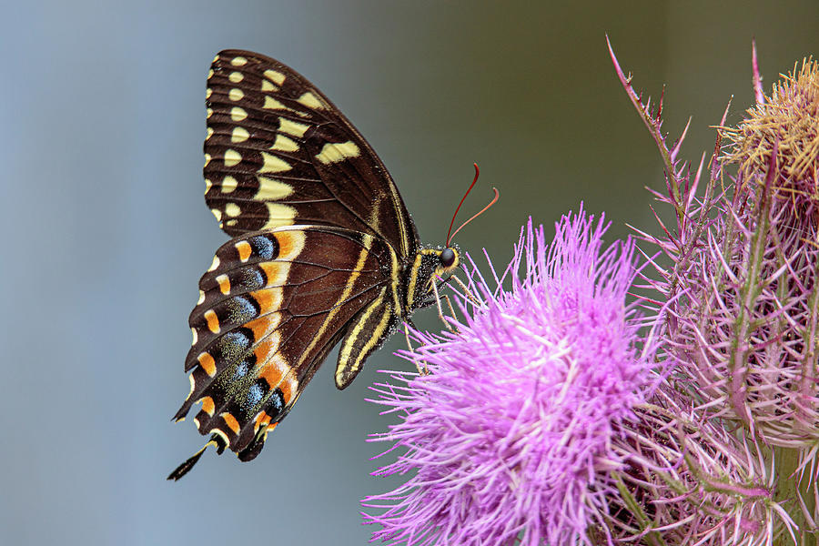 7da8810  Black Swallowtail Butterfly Photograph by Stephen Parker