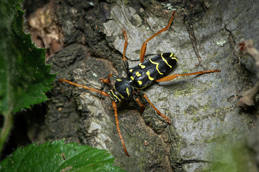 A beautiful longhorn beetle sitting on wood Photograph by Stefan Rotter ...