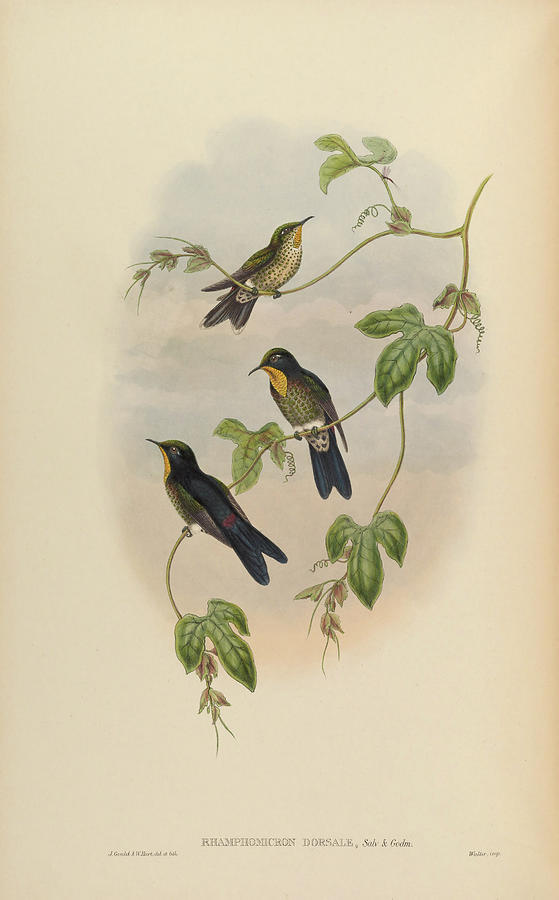 A monograph of the Trochilidae, or family of humming birds c1880  #8 Painting by MotionAge Designs