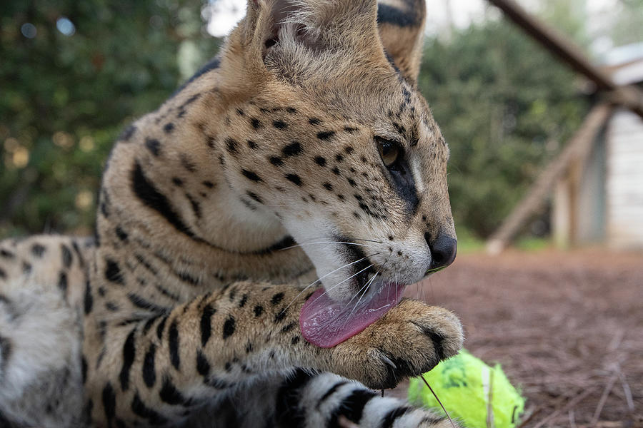 African Serval #9 Photograph by Carolyn Hutchins
