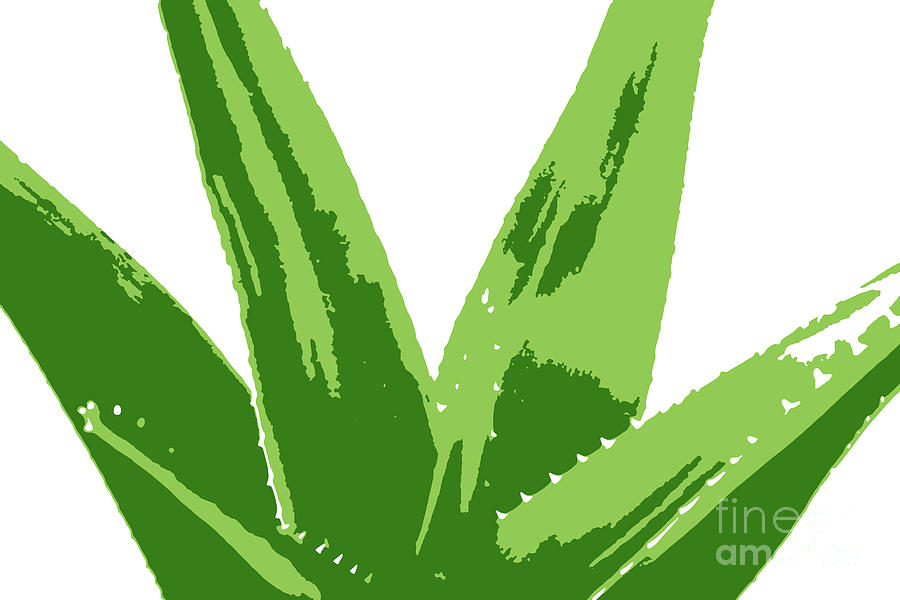 Aloe vera plant isolated on white background Digital Art by Nenov Images -  Pixels