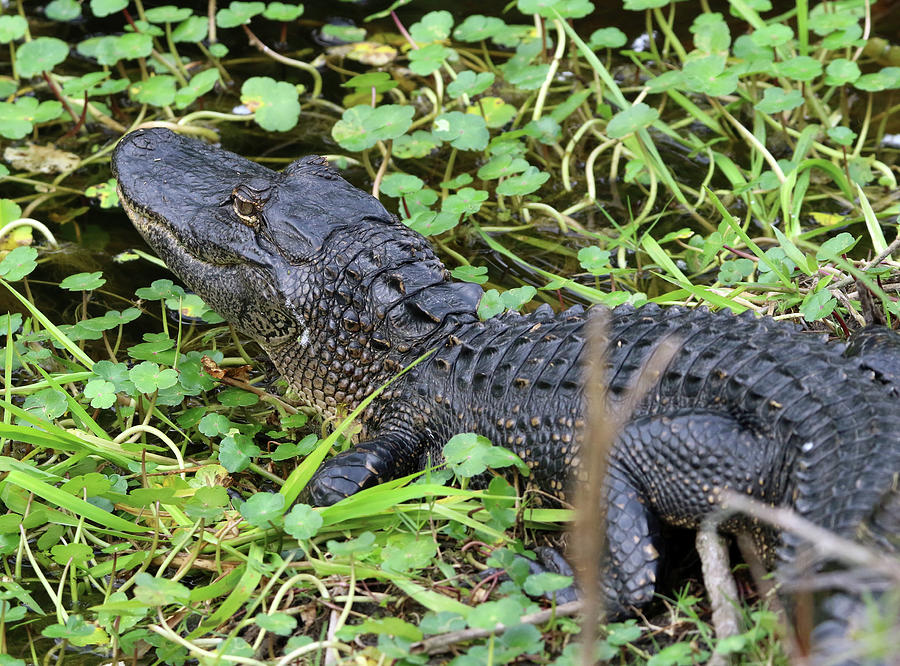 American Alligator Florida Photograph by Bob Savage | Fine Art America