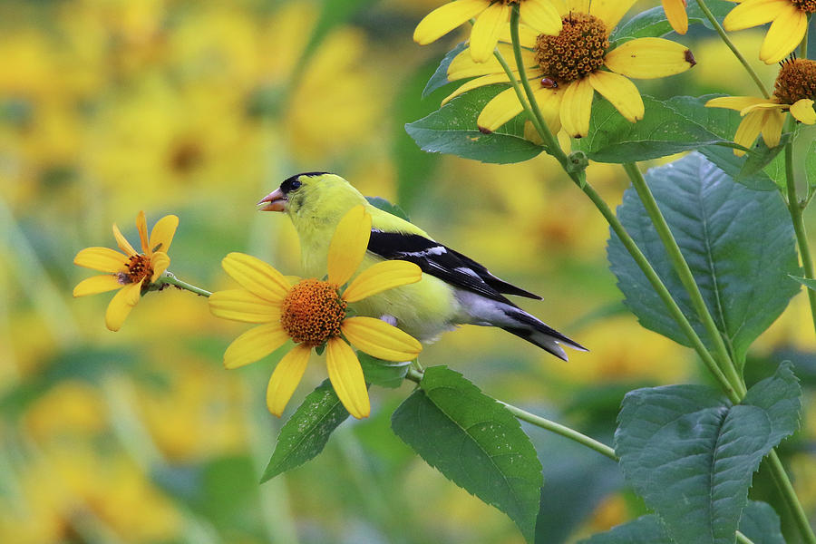 American Goldfinch Stony Brook New York #8 Photograph by Bob Savage