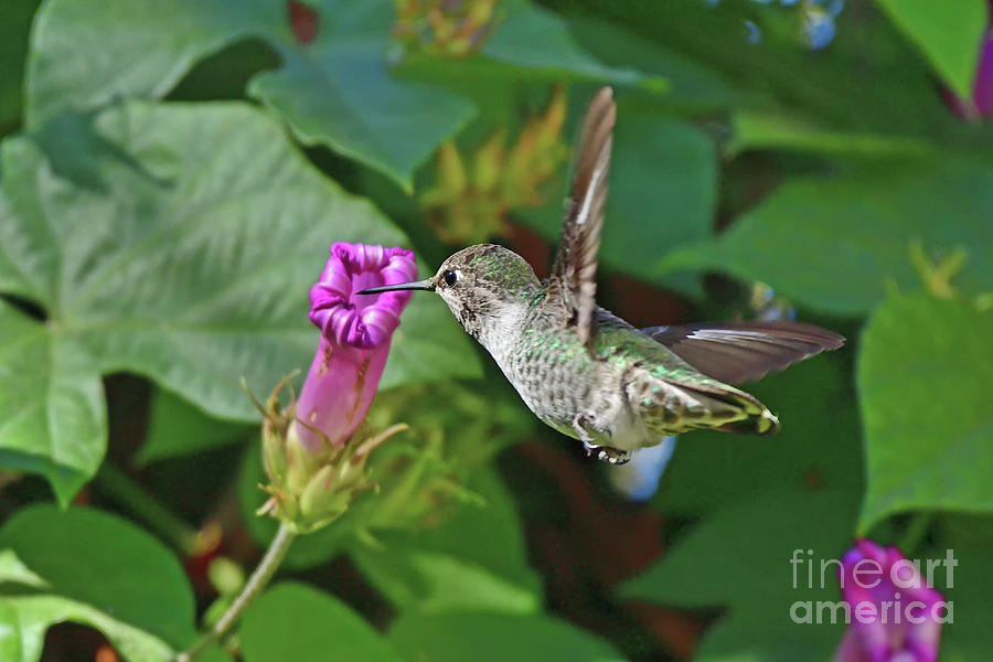 Annas Hummingbird  #8 Photograph by Amazing Action Photo Video