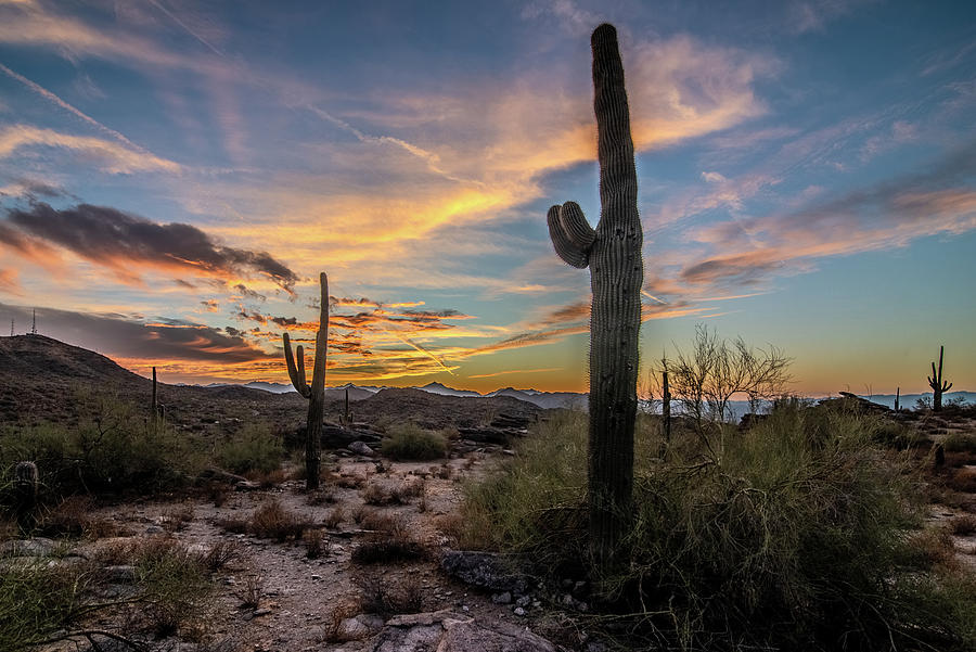 Arizona desert at sunset with Saguaro cactus in Sonoran Desert n #8 Photograph by Alex Grichenko