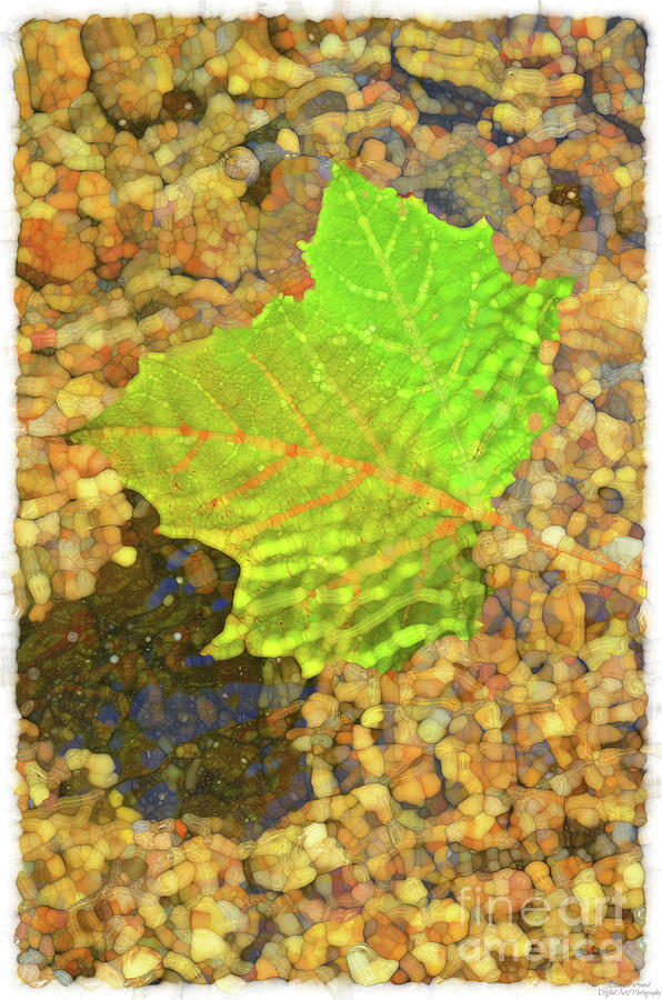 Autumn Leaves at the Creek  #8 Mixed Media by Debbie Portwood