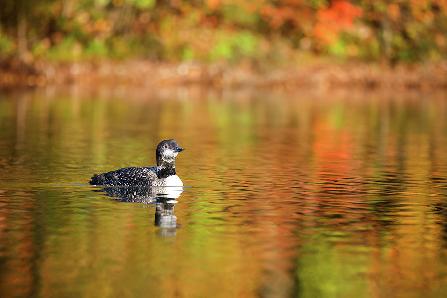 Autumn Loon #8 Photograph by Brook Burling