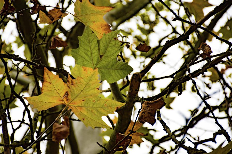 Autumn #8 Photograph by Robert Grac