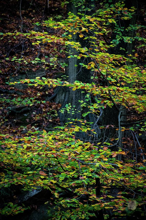 Autumn vibes #8 Photograph by Robert Grac
