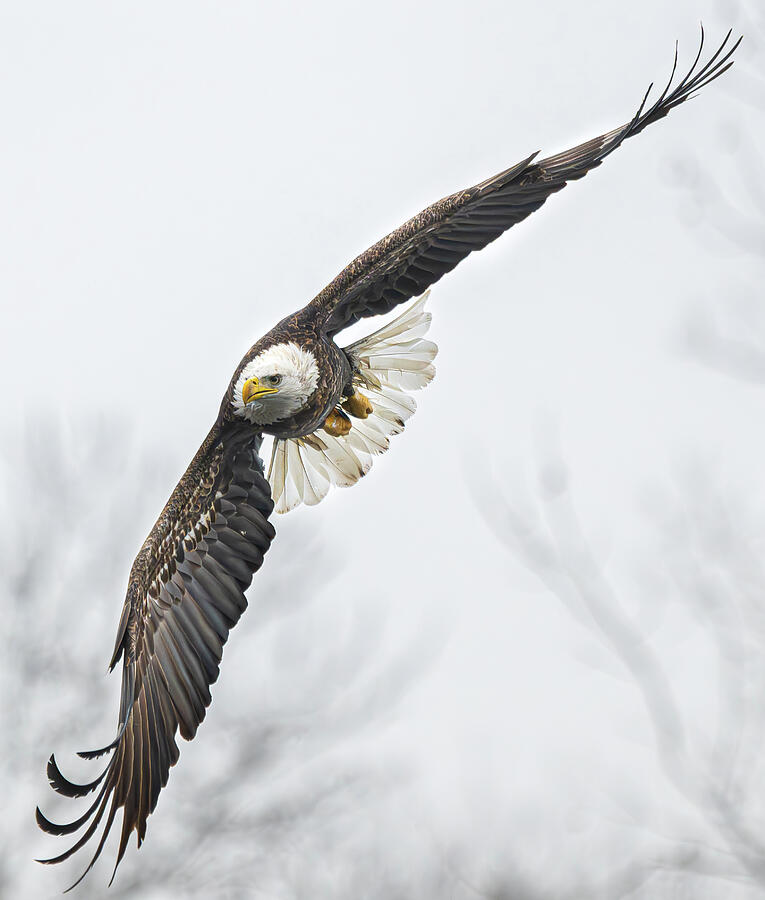 Bald Eagle #8 Photograph by Alan Moore Bald Eagle #8 Photograph by Alan Moore