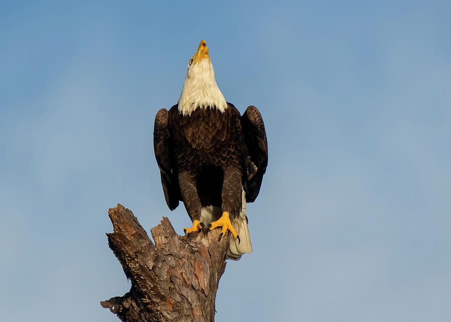 Bald Eagle #8 Photograph by Bill Dodsworth