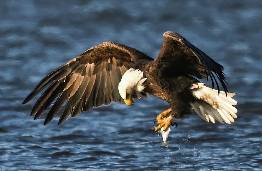 Bald Eagle Photograph by Franklin Baker - Fine Art America