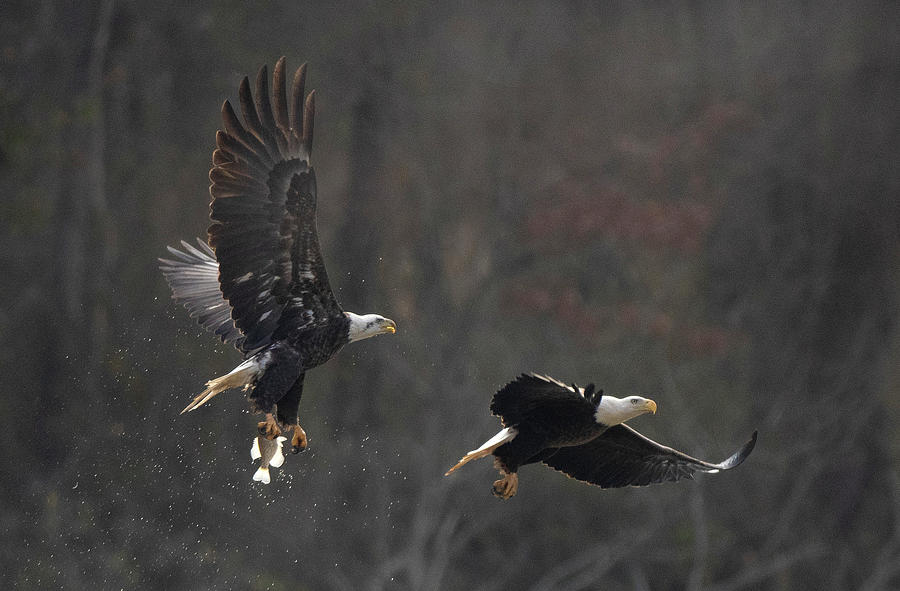 Bald Eagle, haliaeetus leucocephalus, Raptor Art, Hall River, North Carolina #8 Photograph by Eric Abernethy