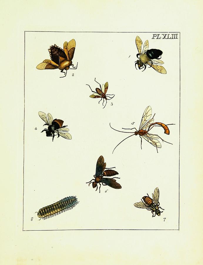 Beautiful Vintage Arthropods And Insects Mixed Media by Beautiful ...