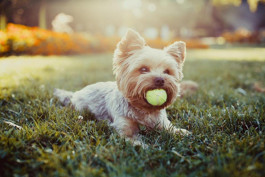 Beautiful yorkshire terrier playing with a ball on a grass #8 Photograph by Yevgen Romanenko