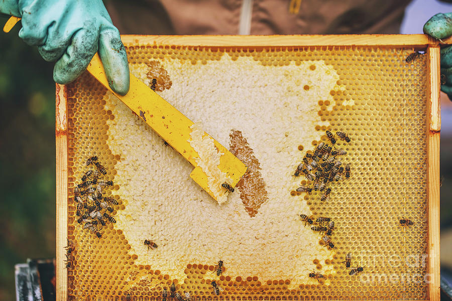 Beekeeper at work. Honey bees on honeycomb Photograph by Michal ...