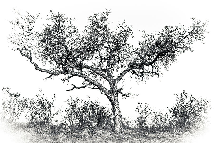 Black and White Tree Collector Edition #8 Photograph by Keith Carey
