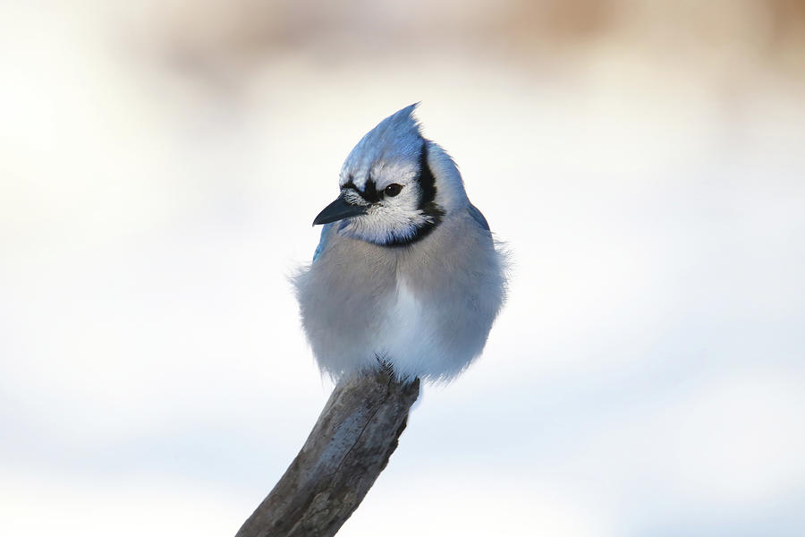 Blue Jay #8 Photograph by Brook Burling